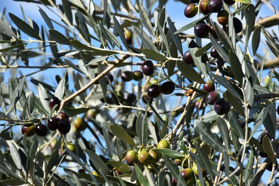 Raccolta delle olive in Umbria