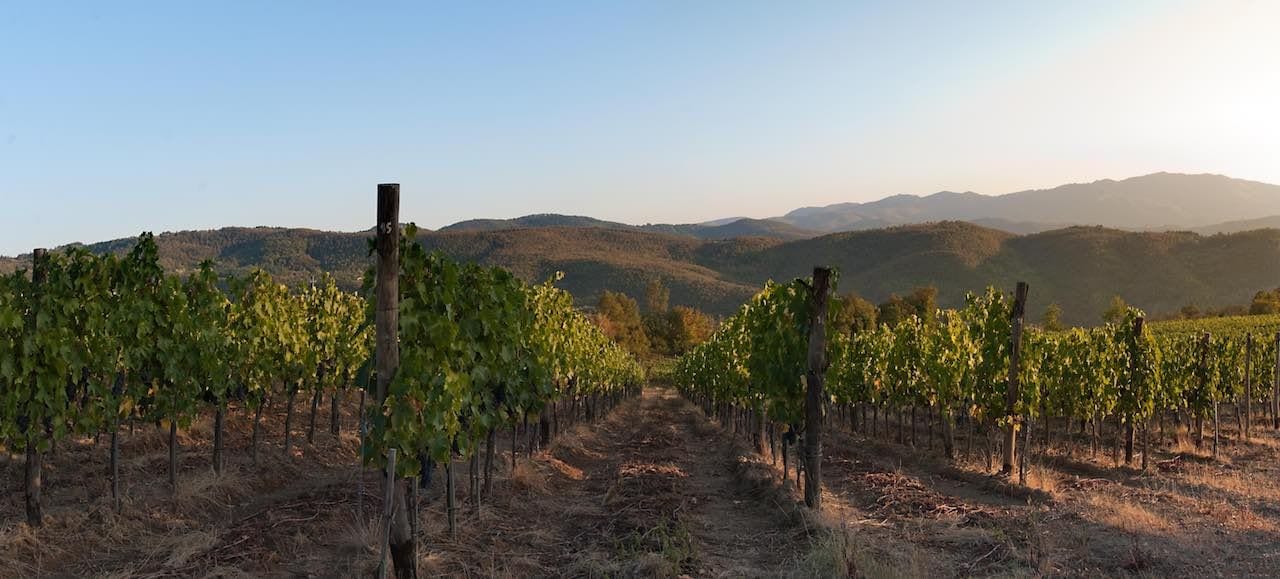 Un vigneto in Toscana. Il vino e la bellezza delle architetture al centro di "Architetto in cantina", la giornata di degustazione organizzata dalla rete Toscana Wine Architecture