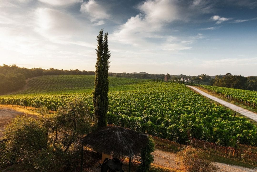 Un suggestivo paesaggio vitivinicolo toscano