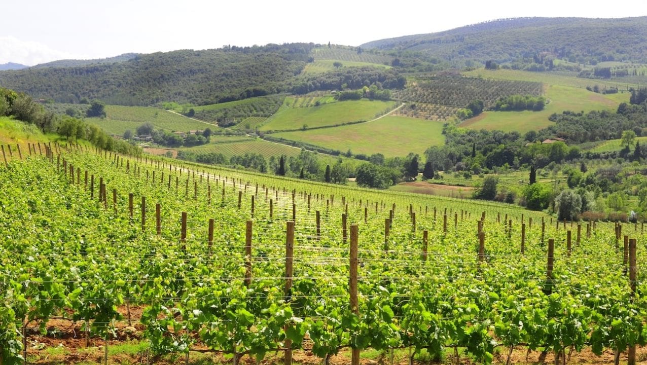 Vigneti di Vernaccia a San Gimignano (siena)