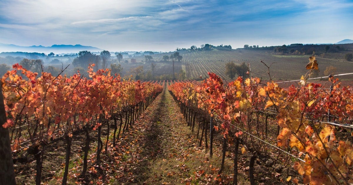 Un vigneto in autunno a Montefalco, zona di produzione del Sagrantino 