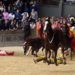 Palio Antistorico