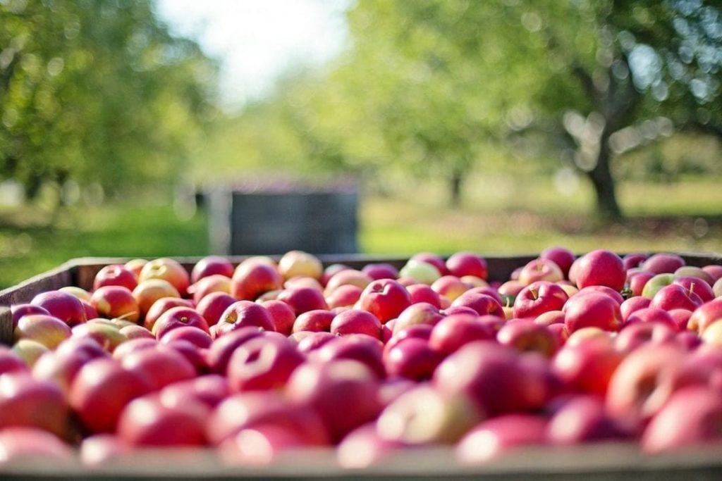 Raccolta della frutta, una delle attività agricole stagionali che maggiormente usufruisce dei voucher