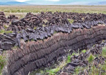 5 – La tostatura del malto d’orzo: torba, legna, elettricità