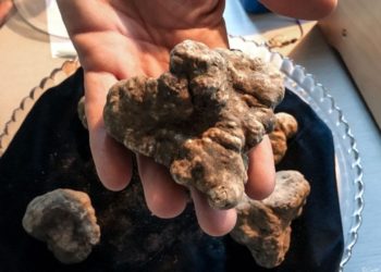 Tartufo Bianco, San Giovanni d'Asso