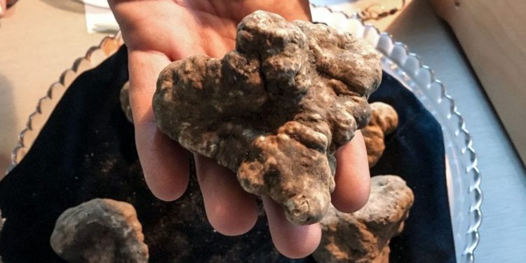 Tartufo Bianco, San Giovanni d'Asso