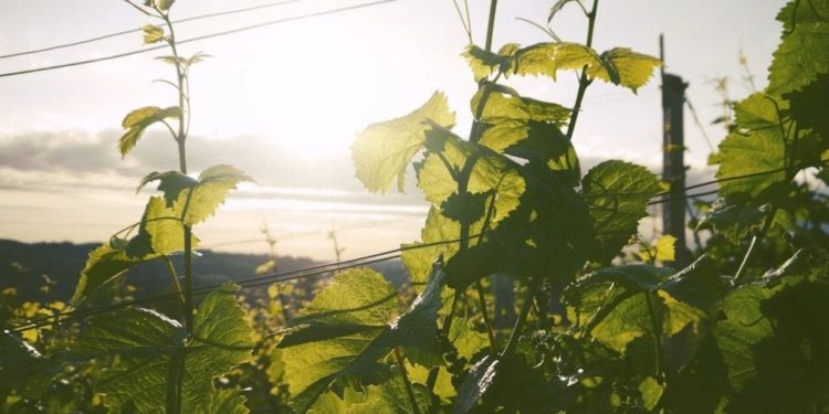 Tramonto in vigna