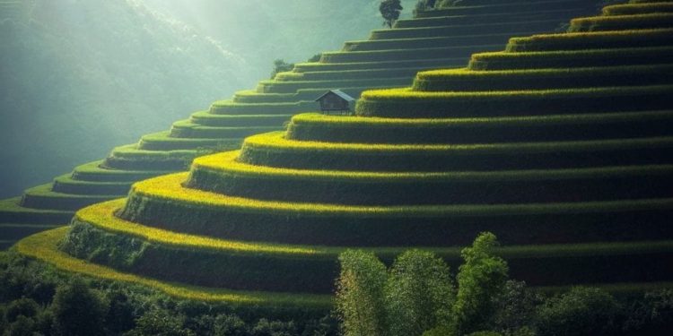 Piantagioni di riso asiatiche nell'ex Myanmar