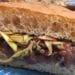 Focaccia con Chianina Igp, carciofi e tartufo locali: Arezzo in vetrina al Sigep