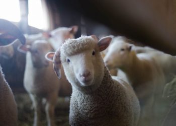 S.Antonio: animali per 1 famiglia su 3 ma dal 2008 le fattorie italiane ne hanno persi 1,7 mln