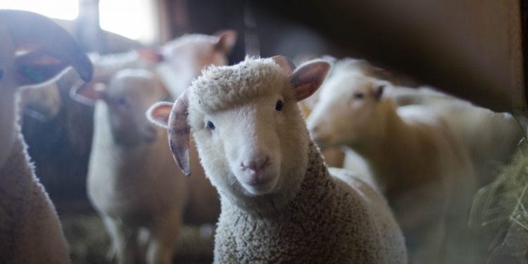 S.Antonio: animali per 1 famiglia su 3 ma dal 2008 le fattorie italiane ne hanno persi 1,7 mln