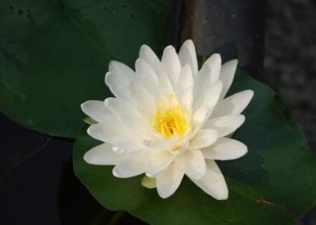 Daisaku Ikeda: una vita per la pace