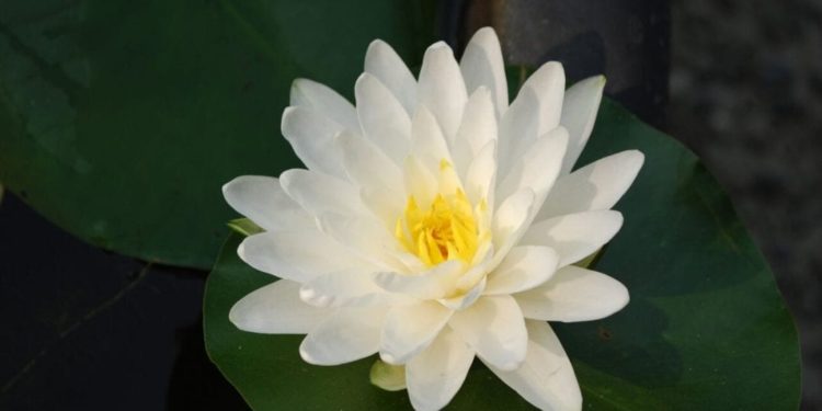 Daisaku Ikeda: una vita per la pace