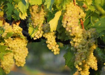 Vernaccia di San Gimignano: domani ultimo giorno di Anteprima. Numeri e andamento della vendemmia 2018