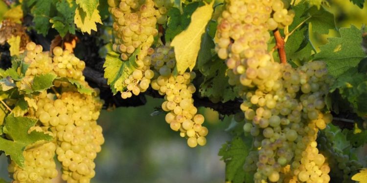 Vernaccia di San Gimignano: domani ultimo giorno di Anteprima. Numeri e andamento della vendemmia 2018