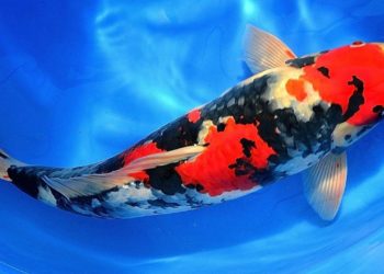 Carpa Koi venduta al prezzo record di 1,5 milioni di euro in Giappone