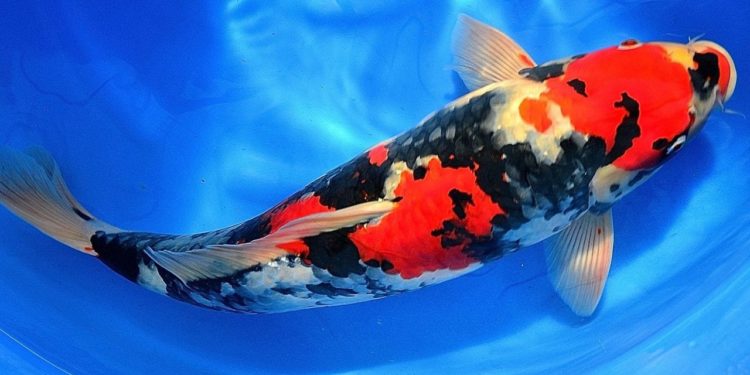 Carpa Koi venduta al prezzo record di 1,5 milioni di euro in Giappone