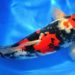 Carpa Koi venduta al prezzo record di 1,5 milioni di euro in Giappone
