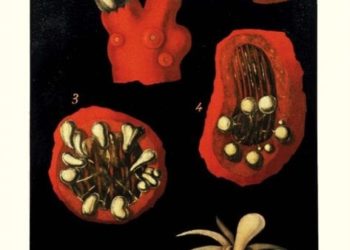 Le “Tele cerate” di Egisto Tortori, una mostra sorprendente