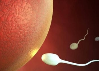Dove sei spermatozoo?