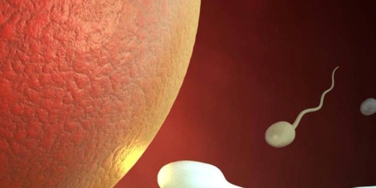 Dove sei spermatozoo?