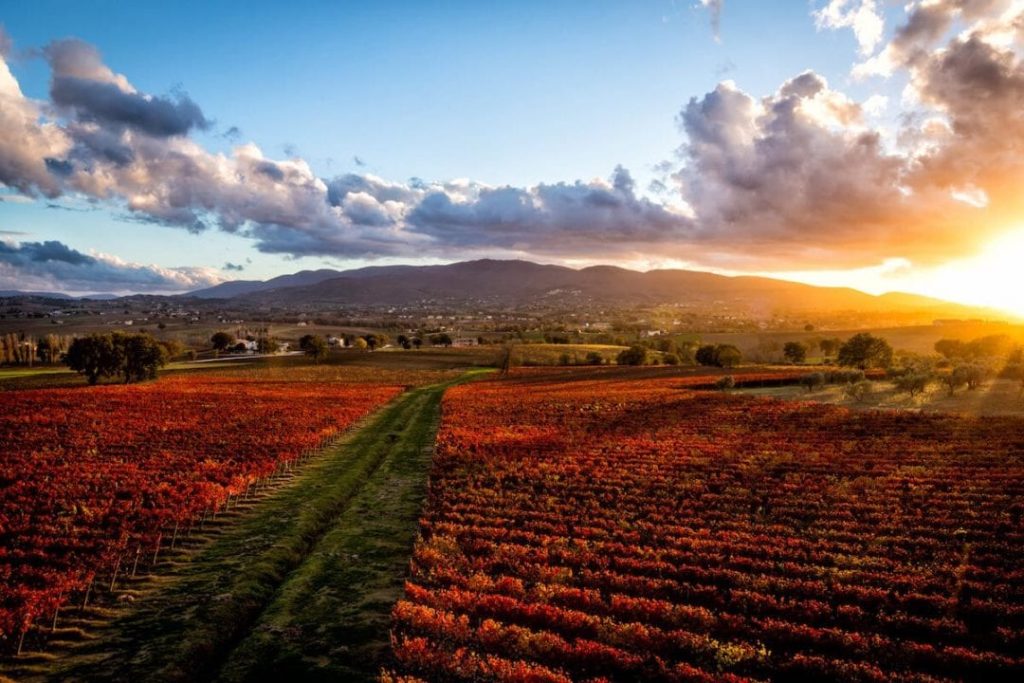 Vigneti di Sagrantino a Montefalco (Umbria)