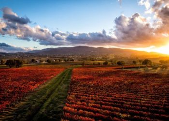 Vigneti di Sagrantino a Montefalco (Umbria)