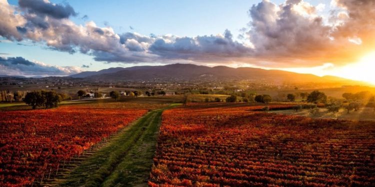 Vigneti di Sagrantino a Montefalco (Umbria)