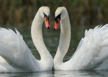 Uccidono a bastonate un cigno e la compagna si lascia morire. Un grande insegnamento contro la banalità del male