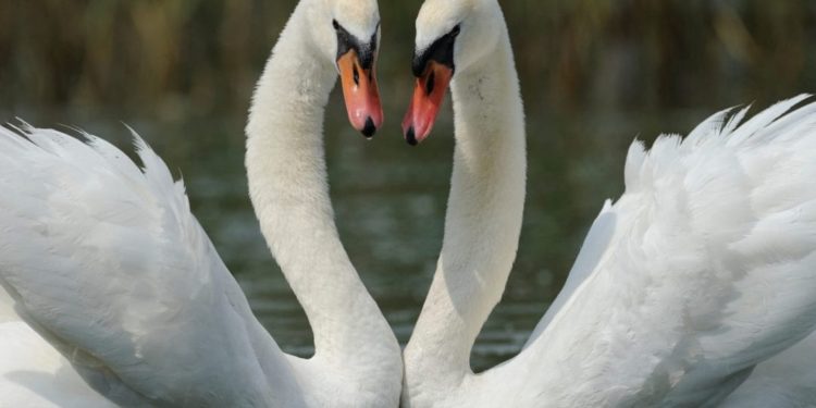 Uccidono a bastonate un cigno e la compagna si lascia morire. Un grande insegnamento contro la banalità del male