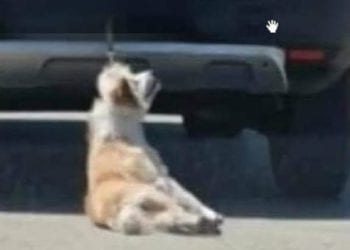 Cane legato e trascinato da un’auto: ora il proprietario minaccia chi ha girato il video choc. Servono pene durissime, nessuna pietà per questi mostri