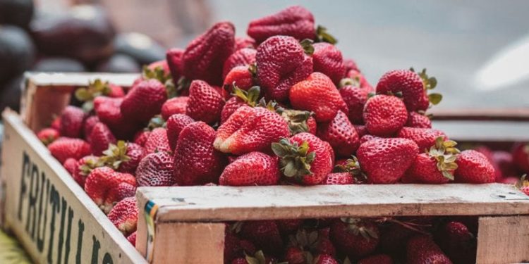 Biologico, Coldiretti: contro le frodi serve un logo a tutela del Bio Made in Italy