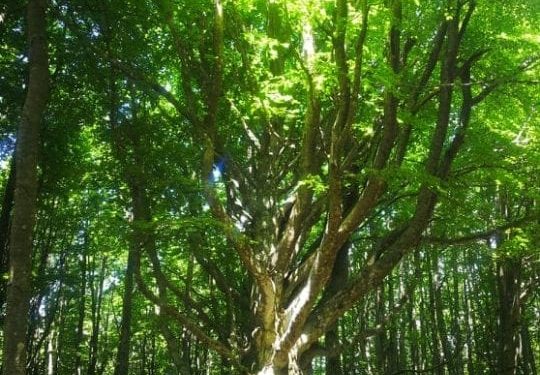Il Parco Nazionale delle Foreste Casentinesi, Monte Falterona, Campigna