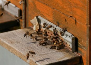 Toscana, Agricoltura: misure eccezionali a sostegno di apicoltura e ortofrutta