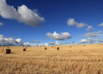 Toscana: distretti biologici in agricoltura, c’è la legge
