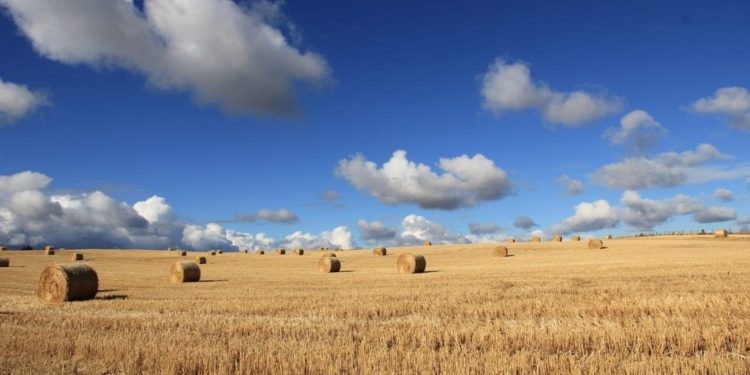 Toscana: distretti biologici in agricoltura, c’è la legge