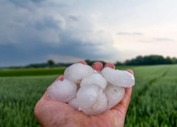 Maltempo: gravi danni per l’agricoltura toscana