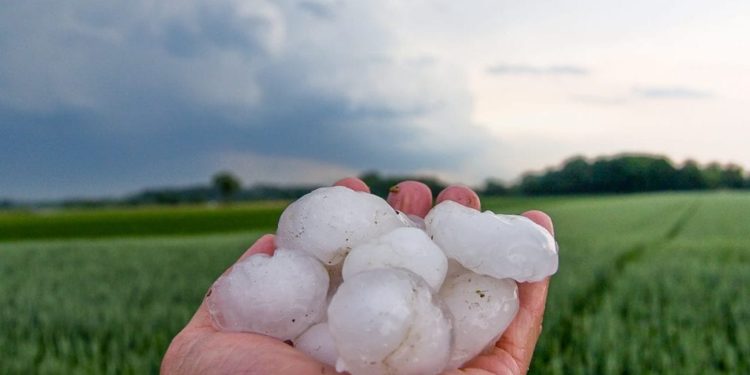 Maltempo: gravi danni per l’agricoltura toscana