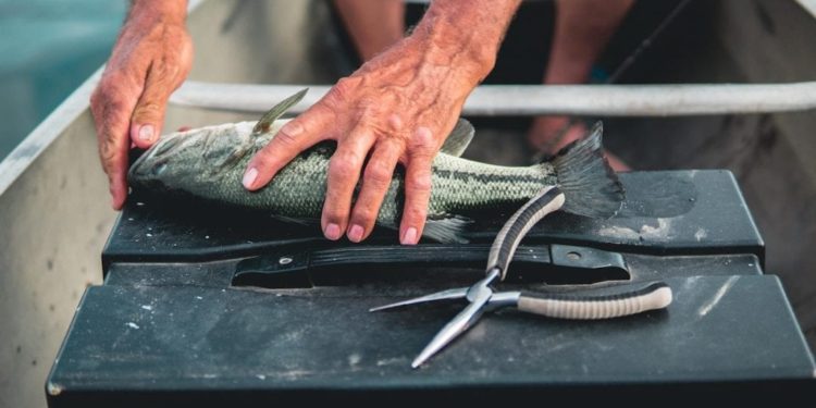 Fish Dependence Day, Coldiretti: in Italia stranieri 8 pesci su 10