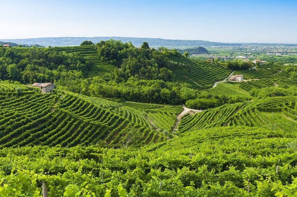 Vigneti di Prosecco nelle Colline tra Conegliano e Valdobbiadene