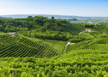 Vigneti di Prosecco nelle Colline tra Conegliano e Valdobbiadene