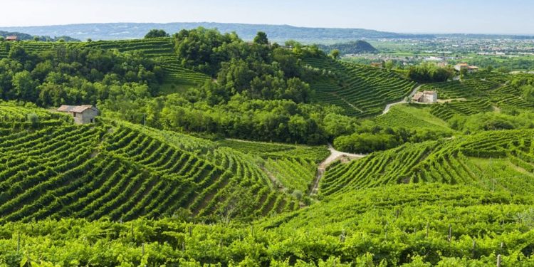 Vigneti di Prosecco nelle Colline tra Conegliano e Valdobbiadene