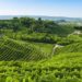 Vigneti di Prosecco nelle Colline tra Conegliano e Valdobbiadene