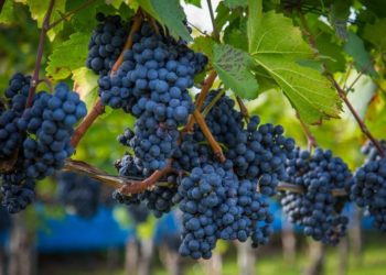 Vino. La vendemmia 2019 inizia col record export: +5,2% secondo i dati Coldiretti