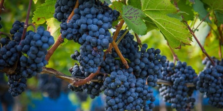 Vino. La vendemmia 2019 inizia col record export: +5,2% secondo i dati Coldiretti