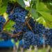 Vino. La vendemmia 2019 inizia col record export: +5,2% secondo i dati Coldiretti