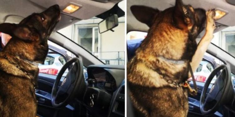 Spacciatori marocchini arrestati grazie al fiuto del cane poliziotto