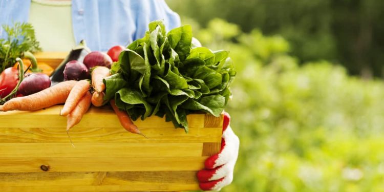 Consumi, Coldiretti/Ixe’ a SANA 2019: biologico nel carrello per 2 italiani su 3