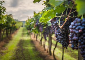 Vino, Coldiretti: in Toscana aumento della produzione del 10%