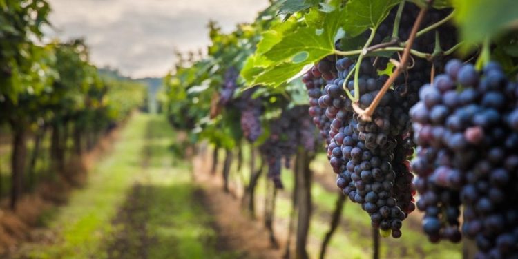 Vino, Coldiretti: in Toscana aumento della produzione del 10%